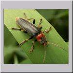 Cantharis fusca - Gemeiner Weichkaefer 04.jpg